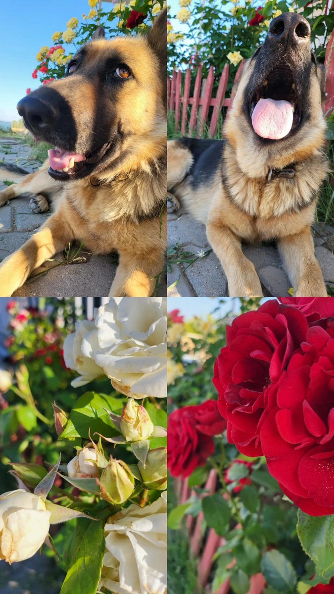 Günaydın! ☀️ Kızçem ve çiçeklerimin enerjisiyle güne harika başladık. Bu pozitifliği size de yolluyoruz! Mutluluk dolu bir gün olsun! 🌸💐 #günaydın #GoodMorning