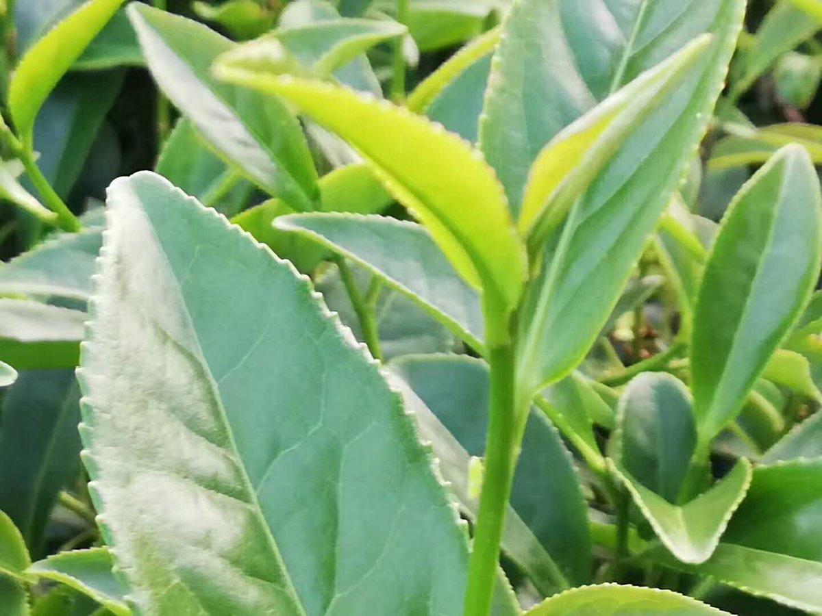 Let's have a cup of morning tea no matter whether you are a seasoned tea lover or new to the world of tea.