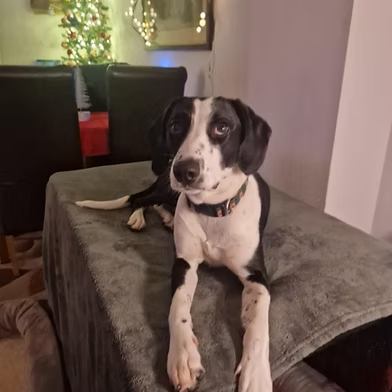 #rehomehour 
Larry 11 month old Spaniel x Sighthound, he's a high 
energy dog so an active family is a must, good with 
dogs but needs manners, walks well on lead, agility, 
canicross etc would be good, more info/adopt him 
from <a href="/WWPdogs/">West Wales Poundies Dog Rescue</a> UK