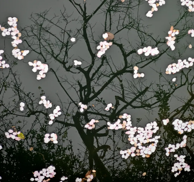 WuxiEco's tweet photo. The 2025 #Wuxi #CherryBlossom Photo Contest🌸co-hosted by #WEDD recently wrapped up! A total of 638 stunning entries were received🖼️, with 100 photos and 56 videos making the finals. Relive the pink wonderland through these dreamy snapshots📸! Which one stole your heart💕? #BeautifulWEDD