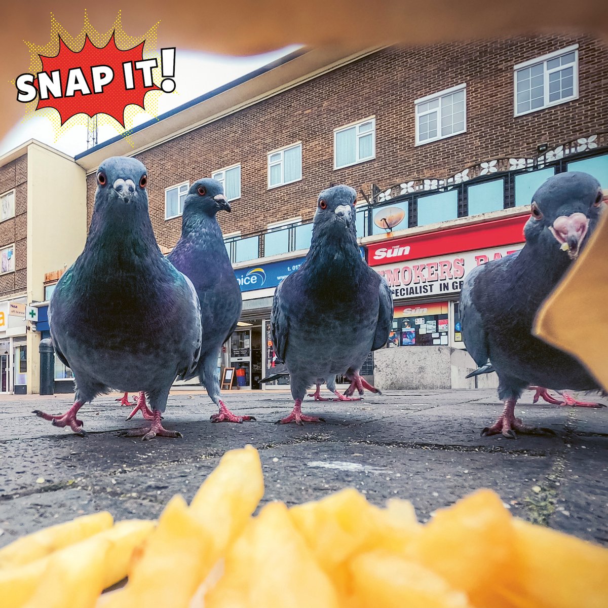 Teenage photographer Ben Lucas used a GoPro to take this fun photo of pigeons stalking a bag of chips 🍟 👀

Our regular 'Snap It!' feature showcases astonishing photos from around the world 🌎

Subscribe by 17th June to get our BUMPER summer issue: whatonearth.pub/41DDHFp ⛱️