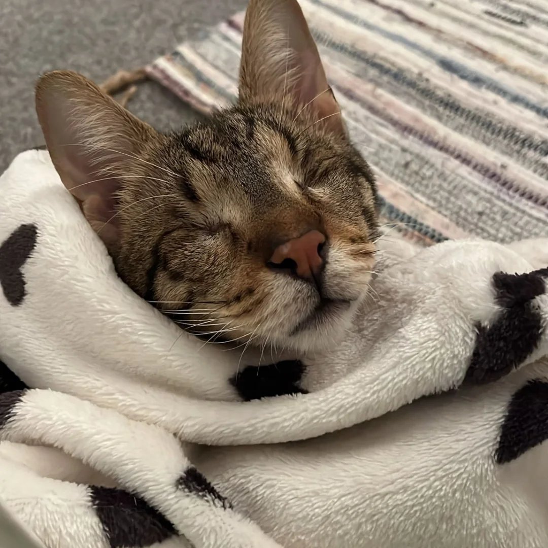 Blind Frank, from Egypt is more than content with his new life in the UK 😍😍 

We love seeing these happy endings 🥰

#blindcat #adoptarescue #adoptdisabledanimals #cats #CatsOfTwitter #catlovers #CatsOfX #catstagram