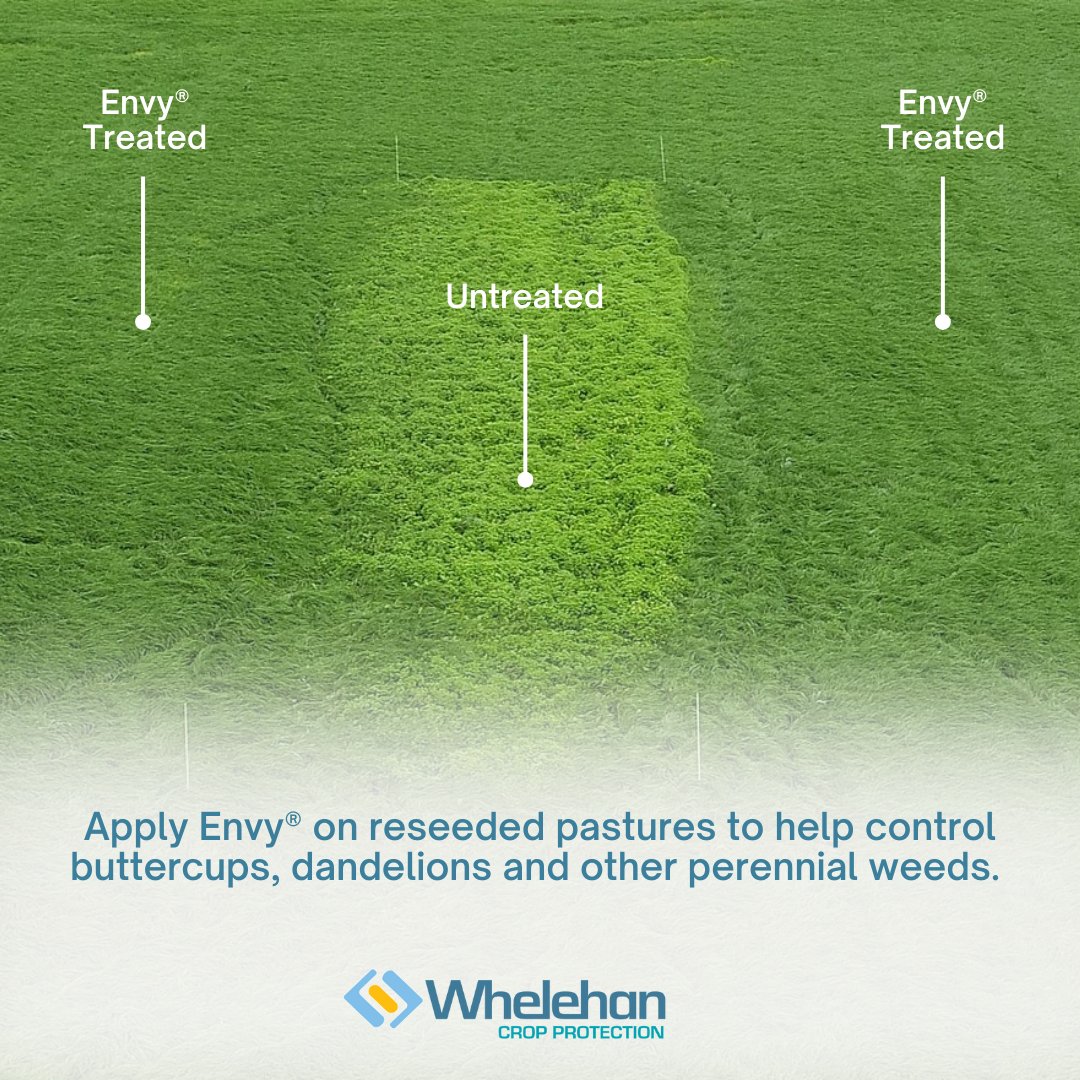 Whelehan Crop Protection (@tpwcrop) on Twitter photo The paddock below was reseeded in July in Co. Carlow and in September, it was heavily infested with chickweed and other weeds.
6 weeks later, the area treated with Envy as seen in the image was completely weed-free while the untreated area was riddled with chickweed.
<a href="/CortevaIE/">Corteva Ireland</a> The paddock below was reseeded in July in Co. Carlow and in September, it was heavily infested with chickweed and other weeds.
6 weeks later, the area treated with Envy as seen in the image was completely weed-free while the untreated area was riddled with chickweed.
<a href="/CortevaIE/">Corteva Ireland</a>