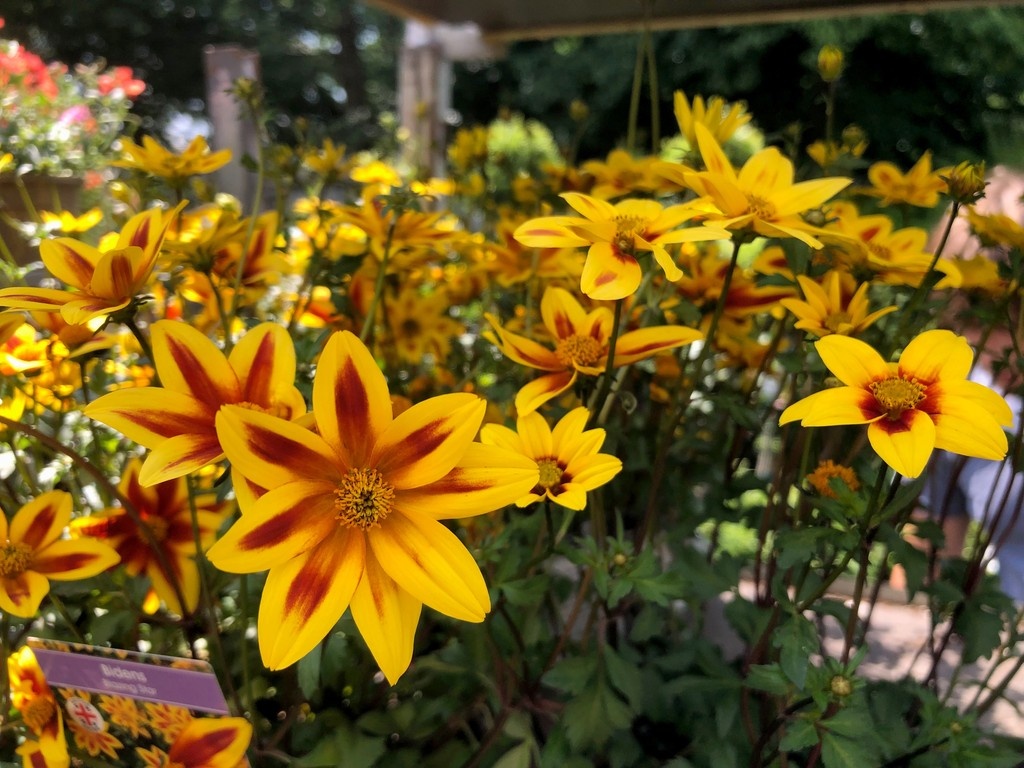 Quick snap of beautiful #bidens ‘blazing star’ still on it’s trolley about to go on to the display for you to choose for your  #garden
#gardencentre #since1983 #socialenterprise #camdentown #northlondongardeners #gardenlovers #trainingandemploymentopportunities