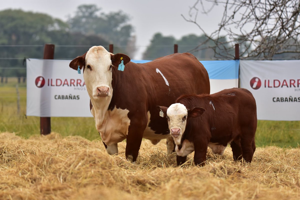 Braford de Estancia Buena Esperanza.
Seleccionado en base a los requerimientos del medio ambiente; bien tapado, muy correcto en sus líneas superior e inferior, destacada aptitud materna en las hembras, notable dimorfismo sexual.