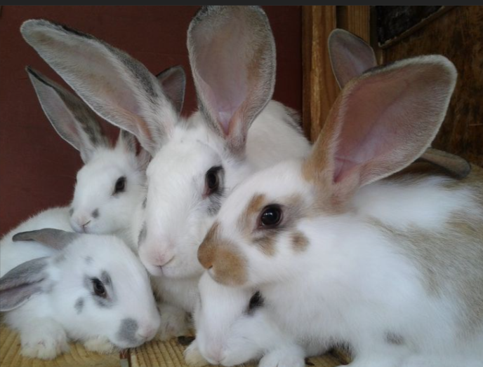 LeandreBaka2's tweet photo. Weekly tasks:
β Check feeders
β Clean water lines
β Test bedding dryness
Stay ahead, prevent setbacks.
#AgriHopper #FarmChecklist #RabbitCare https://t.co/Ld8Z3xCPSp