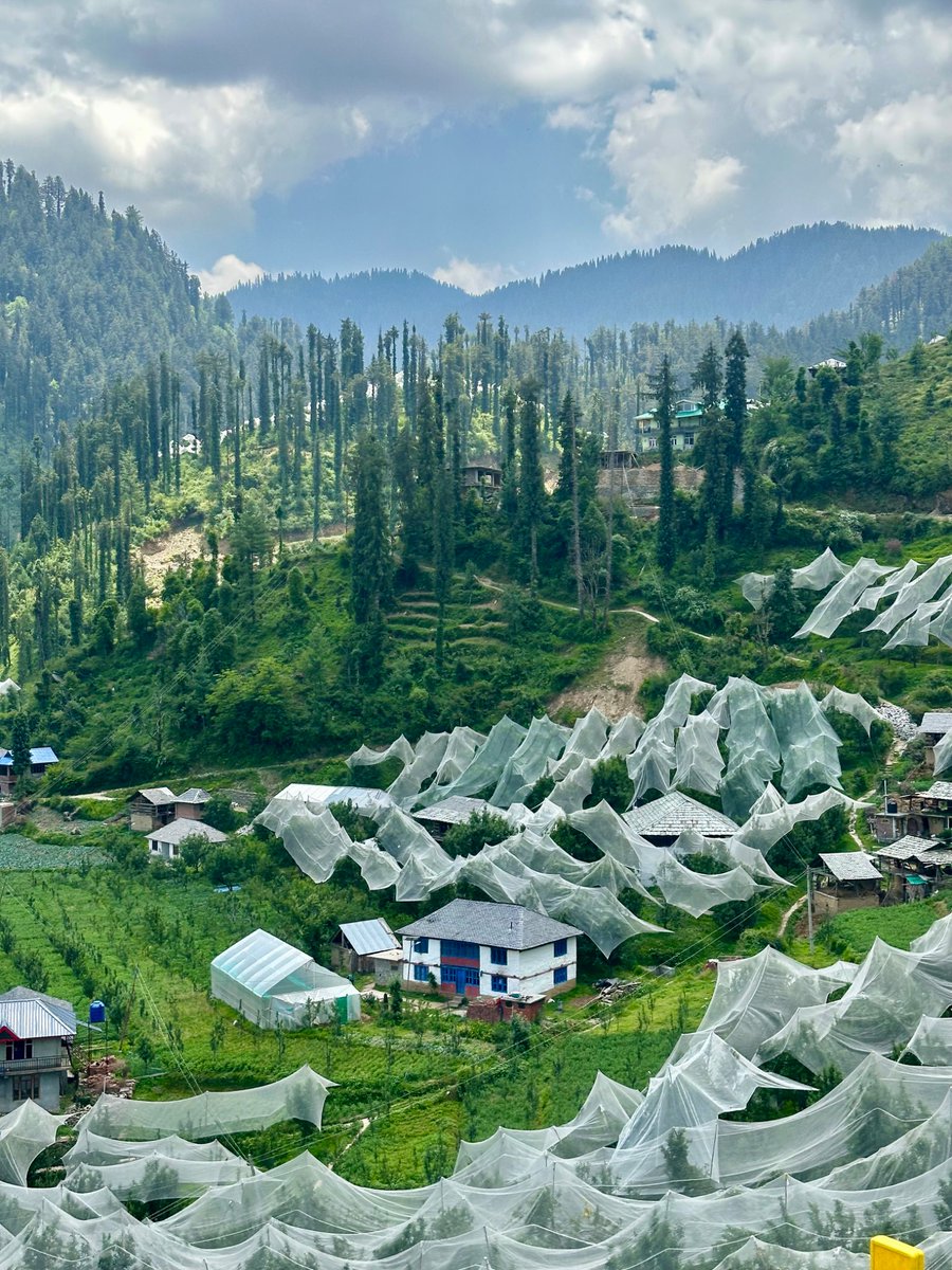 nazariyaa__'s tweet image. Apple orchards under hailnets seen everywhere now. These are from the upper reaches of Mandi Valley. 🍎⛰️🌲
#himachal