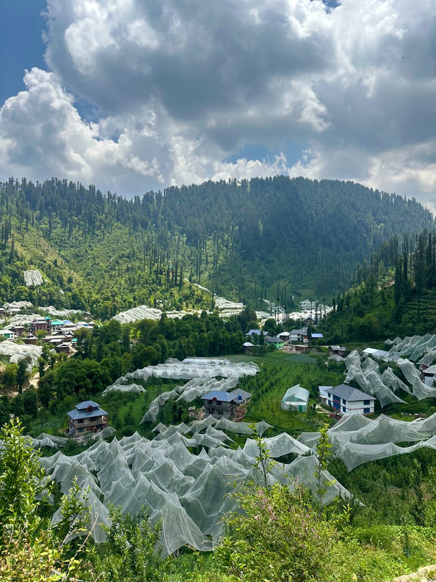 nazariyaa__'s tweet image. Apple orchards under hailnets seen everywhere now. These are from the upper reaches of Mandi Valley. 🍎⛰️🌲
#himachal