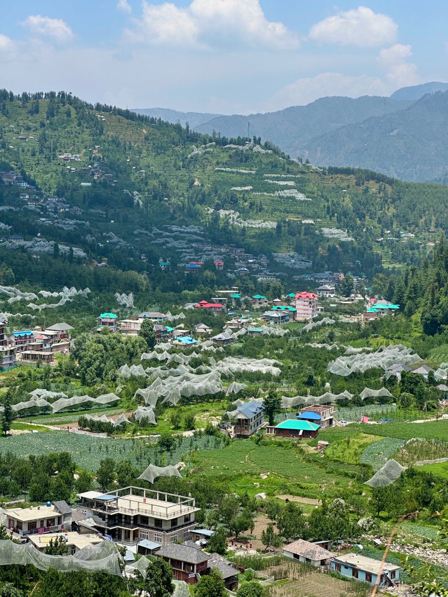 nazariyaa__'s tweet image. Apple orchards under hailnets seen everywhere now. These are from the upper reaches of Mandi Valley. 🍎⛰️🌲
#himachal