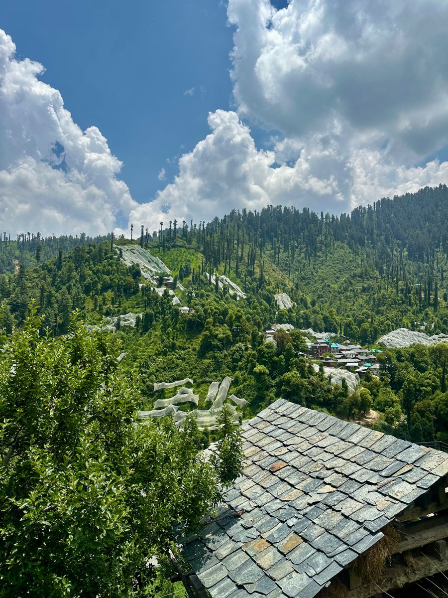 nazariyaa__'s tweet image. Apple orchards under hailnets seen everywhere now. These are from the upper reaches of Mandi Valley. 🍎⛰️🌲
#himachal