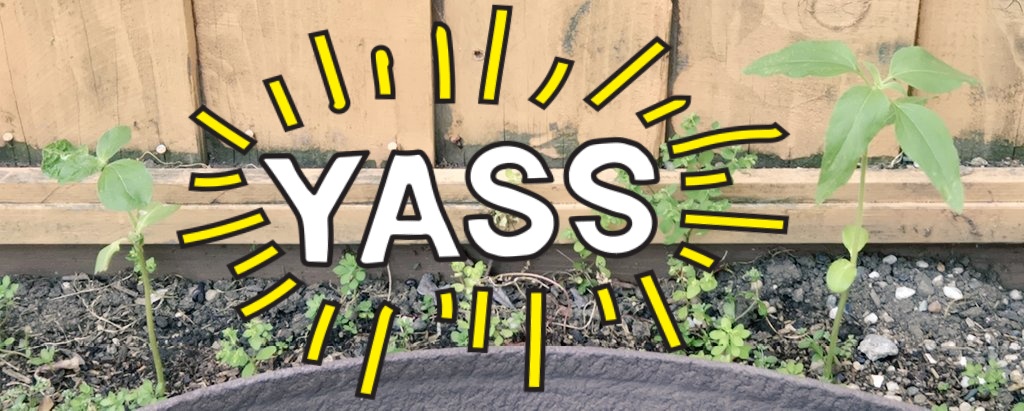 HonemiVT's tweet photo. hi hi, hope you're doing good!! life has been busy, but i've been growing sunflowers recently and 2 have sprouted!! c: 🌱🌻 https://t.co/HZfgTotUxi