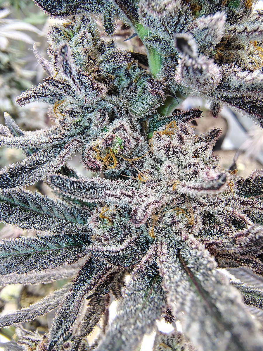 BAG S1 🔥
Grown/Photo by JBONZE90 (Discord)
Bred by #SquareOneGenetics
square1genetics.com/approved-vendo…
#cannabis #cannabiscultivation #nugshot