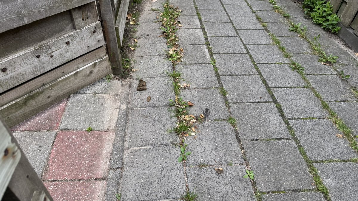 Gertjan Koster tweet media