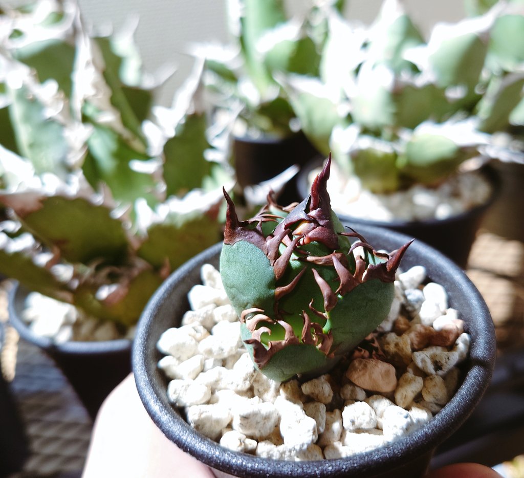 アガベノムコウ (@Zfddy2KIkF82789) / Posts / X