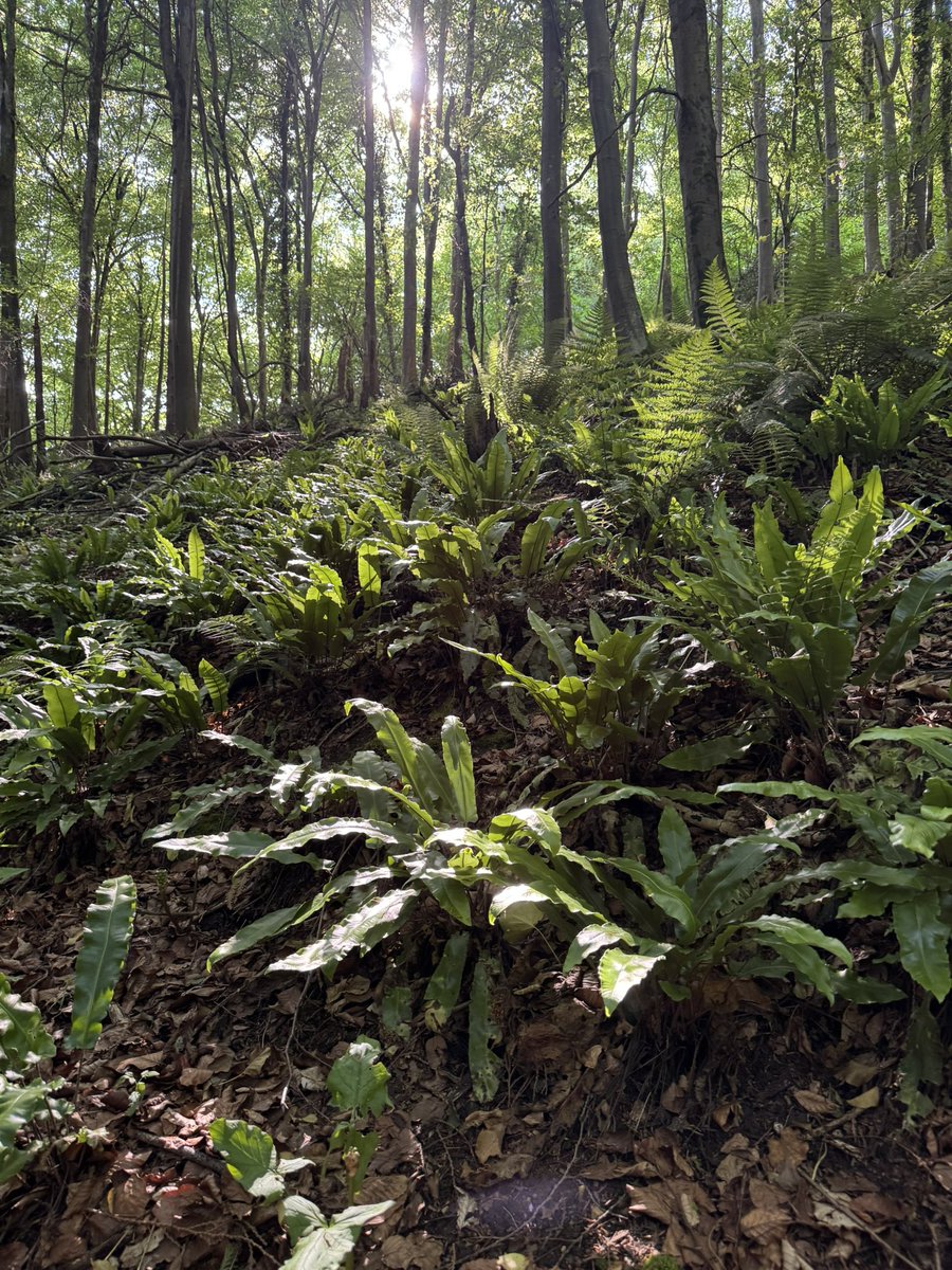 The month of June brings sunshine and light evenings along the hedgerow, but as the tree canopy fills with leaves, it heralds the start of the dark months for the forest floor.