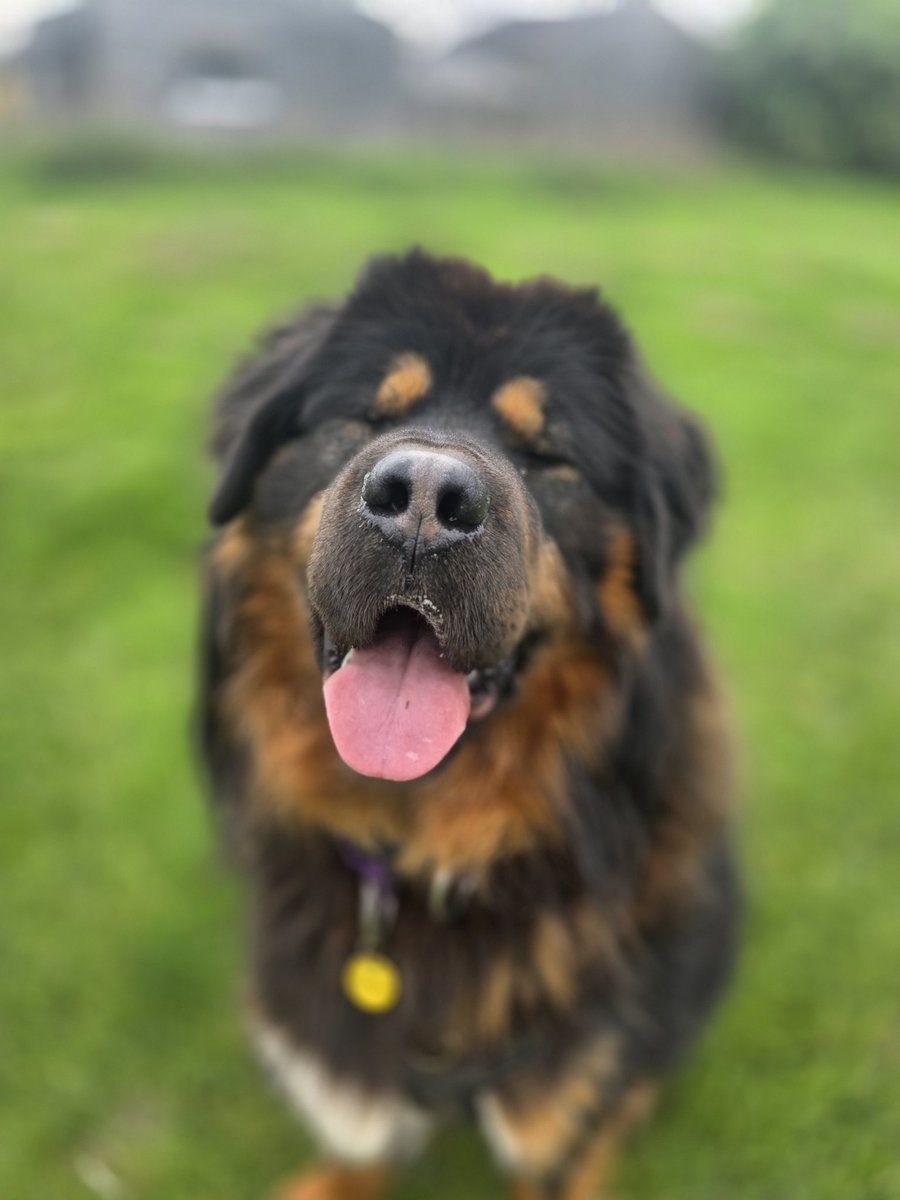 There's only one to say when looking at this beautiful pic of Oliver...
Happy #TongueOutTuesday! 😝
 
Meet Oliver 👉 dogstrust.org.uk/rehoming/dogs/…

#TibetanMastiff #Rescuedog #adoptdontshop #leeds #rescuedogoftheday #DogRehoming <a href="/DogsTrust/">Dogs Trust 💛🐶</a>
