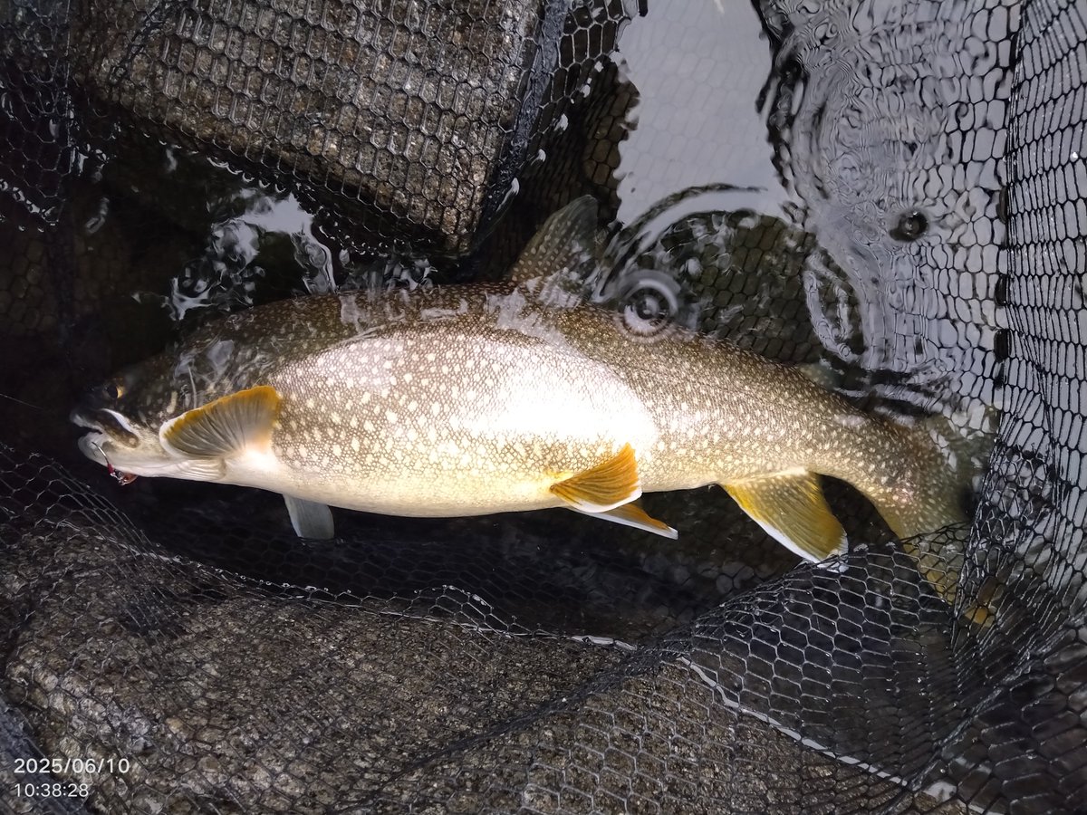 もうそろそろ一人も減ってレイクが深いレンジに回遊する頃かなと思い行ってみた😄
読みどおり（笑）
人居ないしレイクも居たわ😁
とりあえず３尾釣れたからお昼で撤収👍️
しかしメタボレイクは70レイクかと思う位いよく引いた🤣