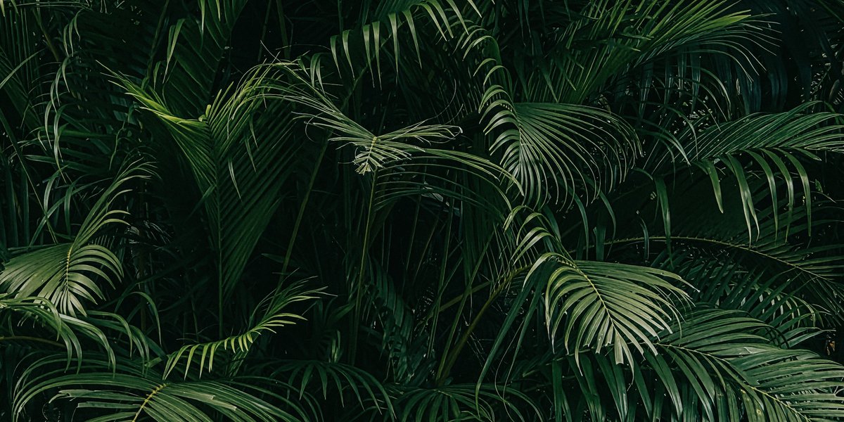 Plants outside my college canteen look quite aesthetic in the gloomy, dark weather....

Mangaluru, Karnataka, India

Shot on Samsung Galaxy S25

<a href="/Snapdragon/">Snapdragon</a> #ShotOnSnapdragon #madewithgalaxy <a href="/SamsungMobile/">Samsung Mobile</a>