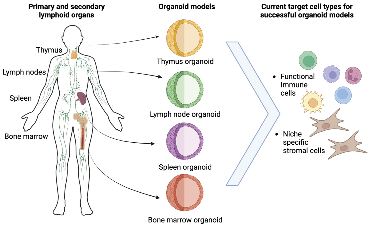 Organoids MDPI (@organoids_mdpi) on Twitter photo Organoid Models of Lymphoid Tissues mdpi.com/3258666 #mdpiorganoids via <a href="/Organoids_MDPI/">Organoids MDPI</a> <a href="/MDPIBiologySubj/">MDPI Biology</a> <a href="/aniabogoslowski/">Dr. Ania Bogoslowski</a>
#Organoids #ImmuneCells #LymphoidTissue #StemCell #DiseaseModelling Organoid Models of Lymphoid Tissues mdpi.com/3258666 #mdpiorganoids via <a href="/Organoids_MDPI/">Organoids MDPI</a> <a href="/MDPIBiologySubj/">MDPI Biology</a> <a href="/aniabogoslowski/">Dr. Ania Bogoslowski</a>
#Organoids #ImmuneCells #LymphoidTissue #StemCell #DiseaseModelling