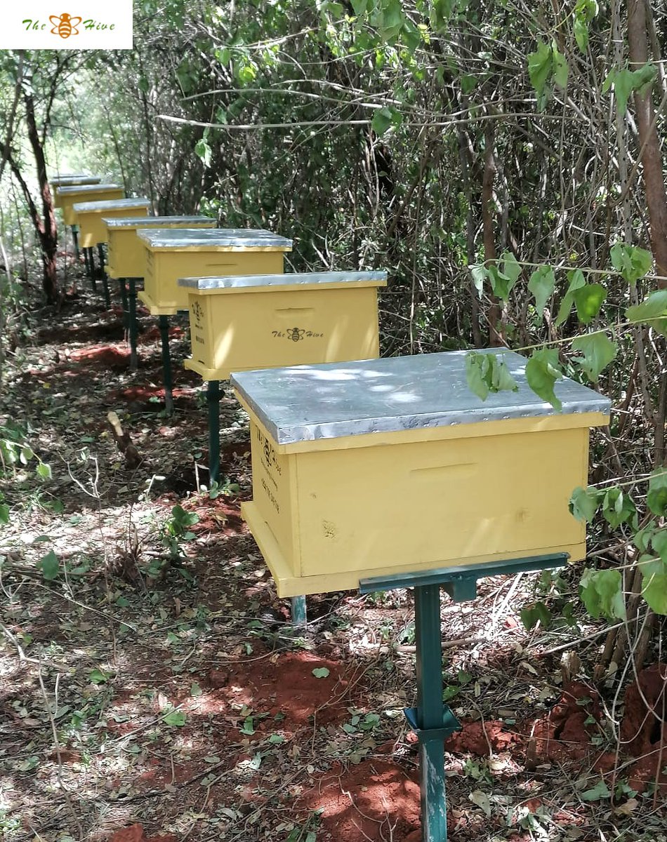TheHiveLimited's tweet image. #Delivery and #installation of 50 #Langstroth hives at #Nthingini, #Mwea.

For installation services, already waxed #beehives and quality beekeeping #equipment, visit any of our branch near you.  #countrywidedelivery

 📞 +254 706 349 748

#sustainablebeekeeping