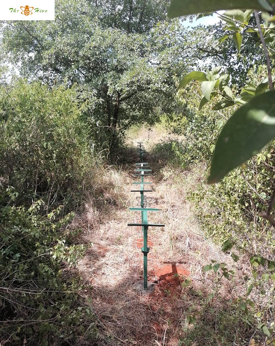 TheHiveLimited's tweet image. #Delivery and #installation of 50 #Langstroth hives at #Nthingini, #Mwea.

For installation services, already waxed #beehives and quality beekeeping #equipment, visit any of our branch near you.  #countrywidedelivery

 📞 +254 706 349 748

#sustainablebeekeeping