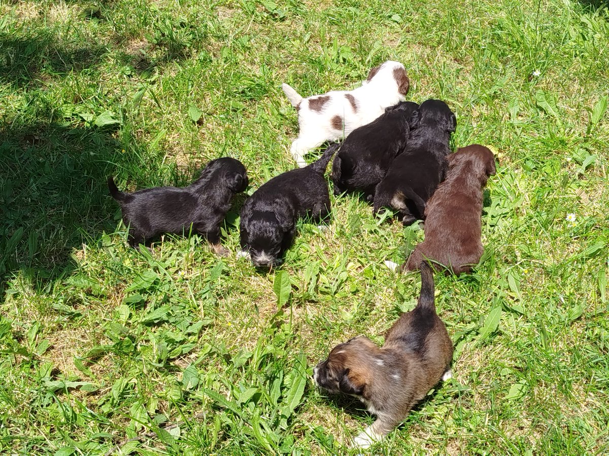 Schiffer_PG14's tweet image. Да не сака некој кученца?