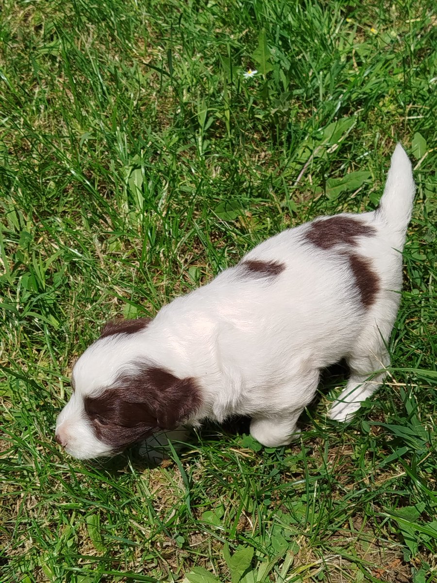 Да не сака некој кученца?