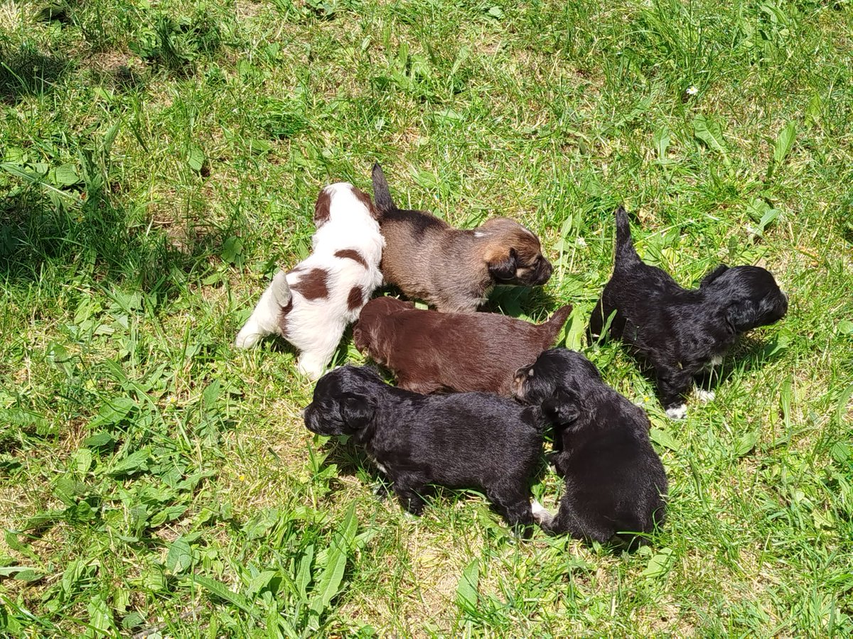 Schiffer_PG14's tweet image. Да не сака некој кученца?