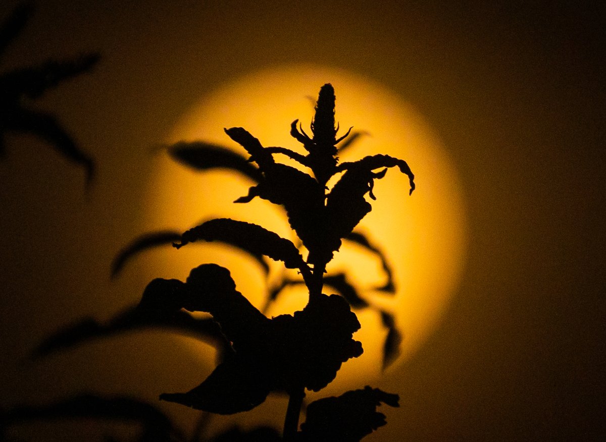 Coastal JJ UK (@coastaljjuk) on Twitter photo The Moon, low in the sky, looking lovely last night at 10:15pm. Taken from our garden in Selsey. <a href="/BBCSussex/">BBC Sussex</a> <a href="/BBCSouthWeather/">BBCSouthWeather</a> <a href="/itvmeridian/">ITV News Meridian</a> <a href="/AlexisGreenTV/">Alexis Green</a> <a href="/HollyJGreen/">Holly Green - Weather Presenter</a> <a href="/PhilippaDrewITV/">Philippa Drew</a> <a href="/ExpSussex/">ExperienceSussex</a> <a href="/VisitSEEngland/">Visit South East England</a> The Moon, low in the sky, looking lovely last night at 10:15pm. Taken from our garden in Selsey. <a href="/BBCSussex/">BBC Sussex</a> <a href="/BBCSouthWeather/">BBCSouthWeather</a> <a href="/itvmeridian/">ITV News Meridian</a> <a href="/AlexisGreenTV/">Alexis Green</a> <a href="/HollyJGreen/">Holly Green - Weather Presenter</a> <a href="/PhilippaDrewITV/">Philippa Drew</a> <a href="/ExpSussex/">ExperienceSussex</a> <a href="/VisitSEEngland/">Visit South East England</a>
