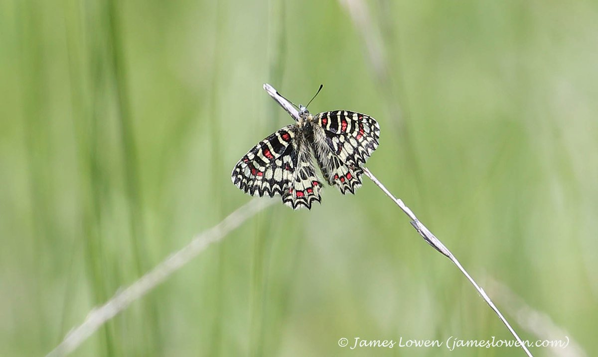 James Lowen (@jlowenwildlife) on Twitter photo Plenty of exciting butterflies on my recent Vercors trip with <a href="/travel_wildlife/">Wildlife Travel</a> <a href="/sarah_lambert7/">Sarah Lambert</a> including my first Chequered Skipper (much-dipped in the UK!), Spanish Festoon, Provencal Fritillary and innumerable Clouded Apollo. For more, see jameslowen.com/blog-6-jun-202⦠Plenty of exciting butterflies on my recent Vercors trip with <a href="/travel_wildlife/">Wildlife Travel</a> <a href="/sarah_lambert7/">Sarah Lambert</a> including my first Chequered Skipper (much-dipped in the UK!), Spanish Festoon, Provencal Fritillary and innumerable Clouded Apollo. For more, see jameslowen.com/blog-6-jun-202ā¦