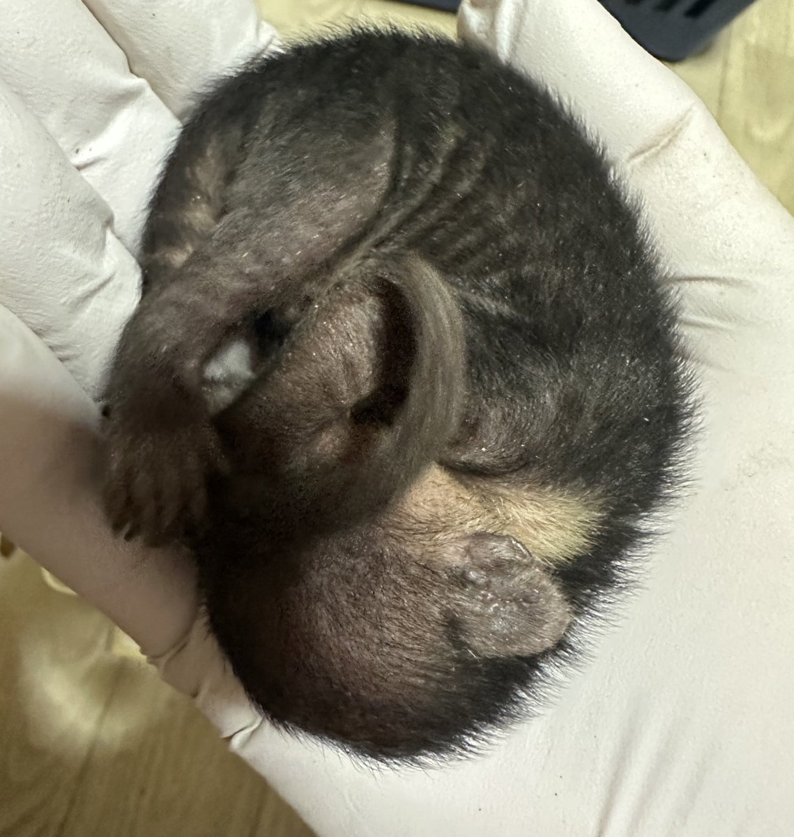 アカハナグマ順調に成長中✨

手のひら🫲サイズ🤣

#アカハナグマ
#エキゾチックアニマル
#ブリーダー 
#Nasuanasua
#愛知県