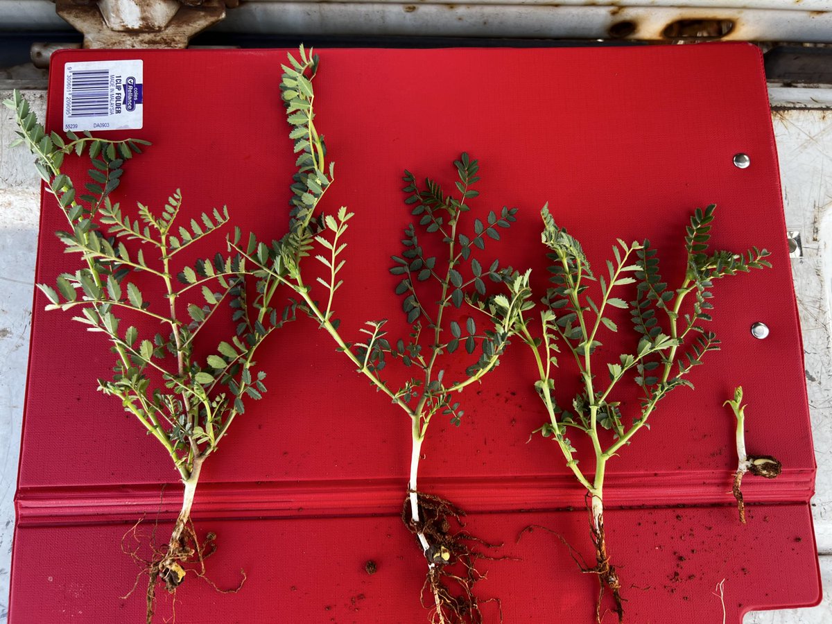 <a href="/GRDCWest/">GRDC West</a> <a href="/GGA_WA/">Grower Group Alliance</a> <a href="/WANTFA_farming/">WANTFA</a> Filling the economic yield gain of legumes trial at Southern Cross. 4 times of sowing starting early April. TOS4 dry sown late May. Big responses for lentils and chickpeas. Wheat, barley and Oats showing similar responses.