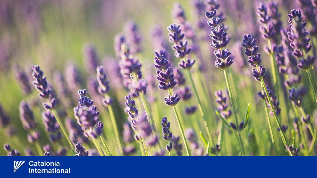 🇵🇹 Hoje, #10deJunho, queremos desejar um bom dia de Portugal, de Camões e das Comunidades Portuguesas a todos os portugueses na Catalunha, Portugal e em todo o mundo!

A alfazema ou lavanda é uma flor considerada símbolo de Portugal.