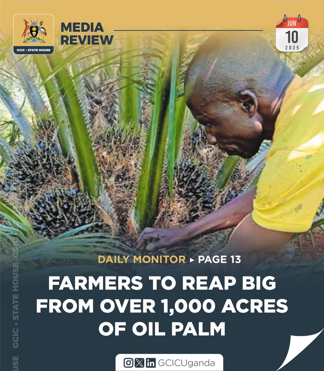 The long-anticipated oil palm harvest in BuvumaDistrict has begun to bear fruit-literally-as the National Oil Palm Project (NOPP) confirm that more than 1,000 acres of oil palm are now yielding harvests.<a href="/MAAIF_Uganda/">MAAIF 🇺🇬</a> <a href="/FrankTumwebazek/">Frank K Tumwebaze,MP: Isaiah 41: 11</a> <a href="/FredBwino/">Hon. Kyakulaga Fred Bwino MP</a> <a href="/NOPP_UG/">National Oil Palm Project</a> 
#GCICMediaReview