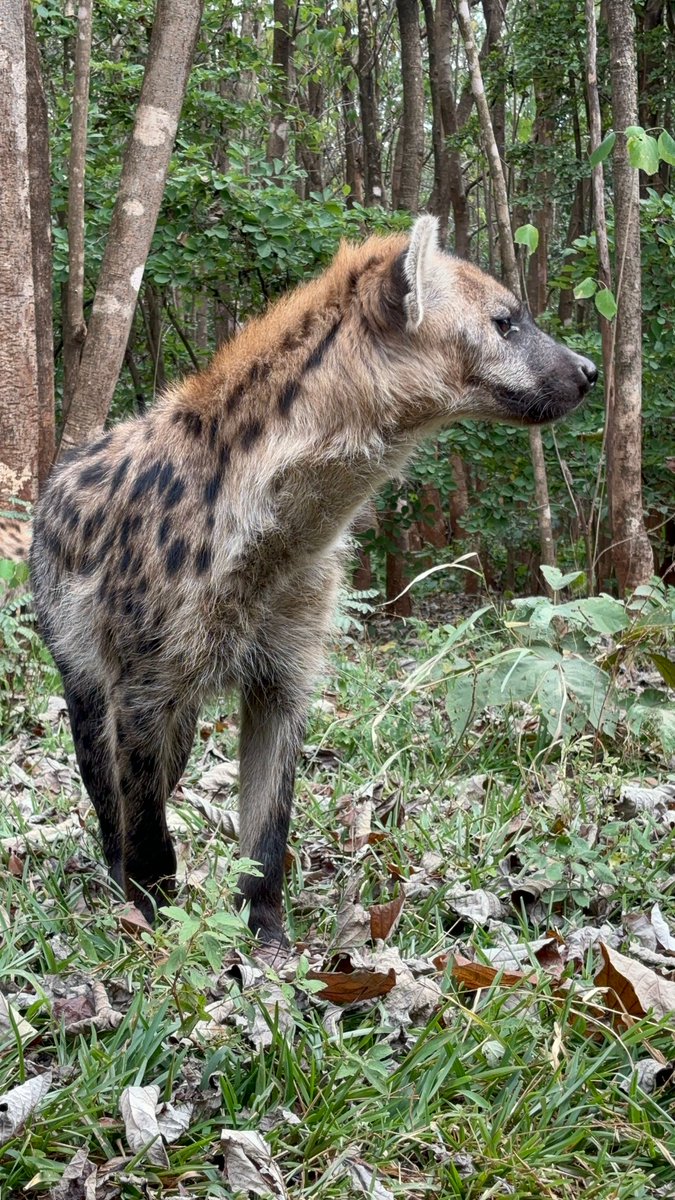 Hi from Leo, Milo, Nyenyezi, and Okongola 👋 All four hyenas at Lilongwe Wildlife Centre are doing really well. Brothers Leo and Milo continue to hang out together all the time, and it’s been beautiful to watch Nyenyezi and Okongola become firm friends!

📸 Linde Majoor