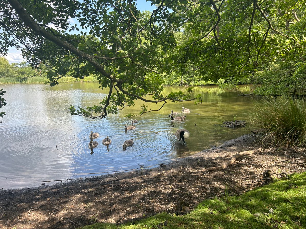 Day 10 #30DaysWild took this photograph of some Canada geese and their goslings🦆💧