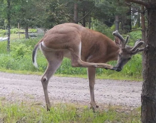 kulpanmaki's tweet photo. Jäi pihakameraan aamusta… #Valkohäntäpeura eikuns virallisesti #valkohäntäkauris … https://t.co/0DOwos2TmI