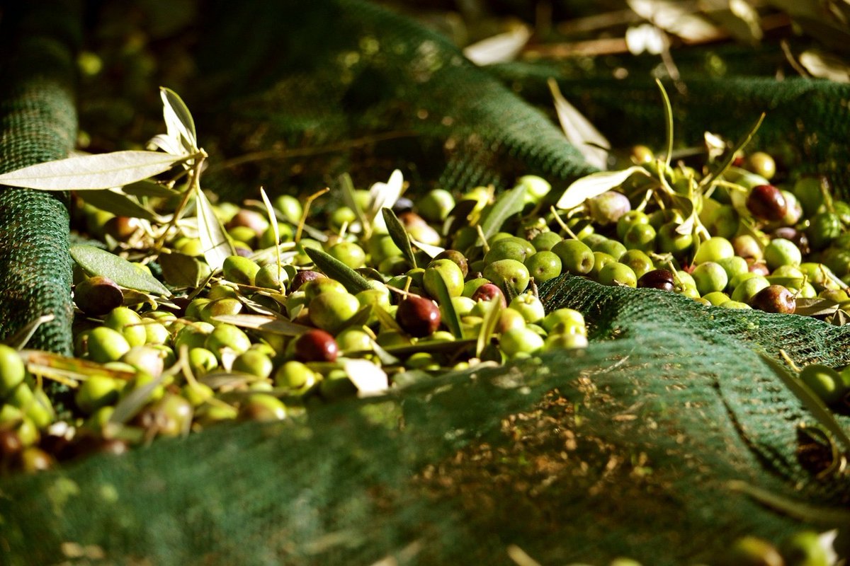 Miscioscia: «L’olio extravergine di oliva coratina penalizzato dalla deroga dell’abbassamento del limite minimo dei 1000 mg/kg. di steroli» andrialive.it/2025/06/10/mis… #andria