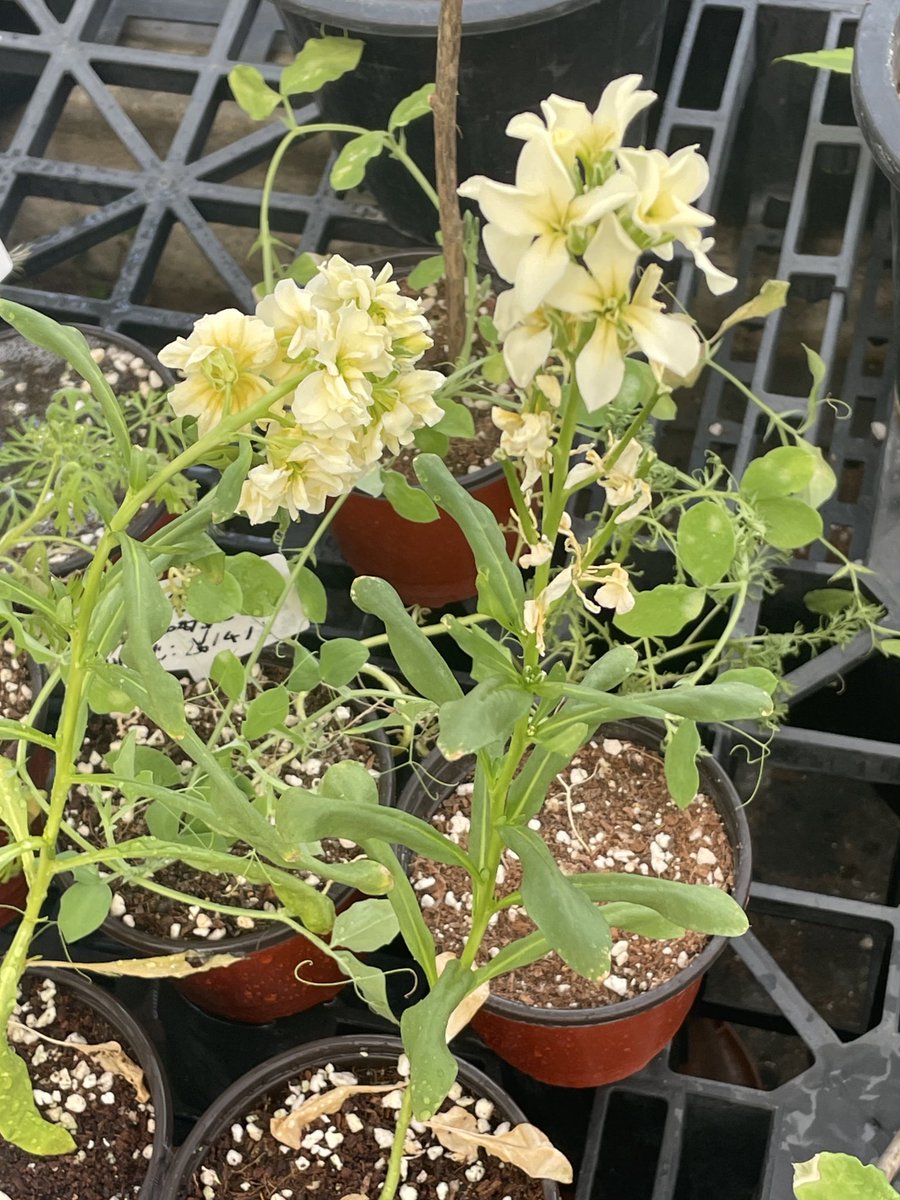 스토크 꽃 피었다