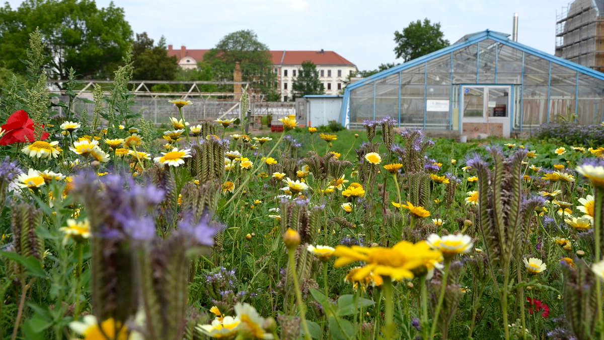 Grüne Oase in Leipzig - Der Gemeinschaftsgarten Annalinde. Aus dem spontanen Zusammenschluss junger Leute ist eine feste  Institution herangewachsen. 2011 begannen sie, den Schutt von den 1400  Quadratmetern zu räumen. 3sat.de/dokumentation/…
