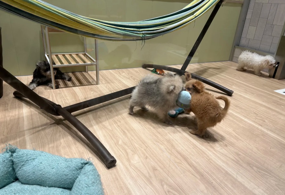 今日の癒し、ここにいます🐶
この空間、天国すぎる…