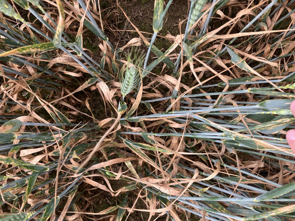 NIAB meeting at Berwick site running over wheat varieties for next year. Some still very green and some untreated plots the yellow rust has got them!!! Very important data. #niab