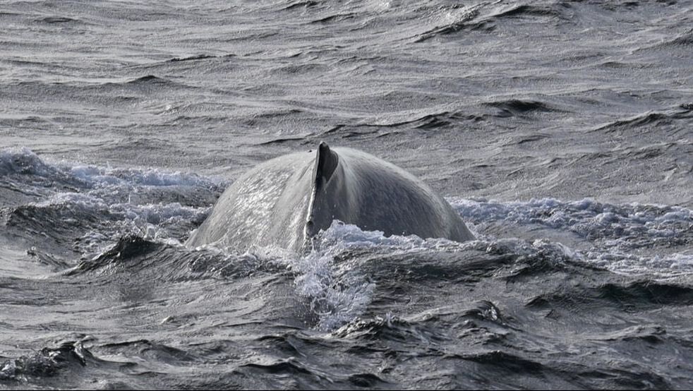 Enjoy exciting Sea Life Safari Boat Trips along the beautiful Sligo coastline where there are plenty of opportunities to view Sligo’s diverse sea life including Basking Sharks, Dolphins, Sea Birds, Seals and even Whales. choosesligo.com/sligo-boat-cha… #choosesligo