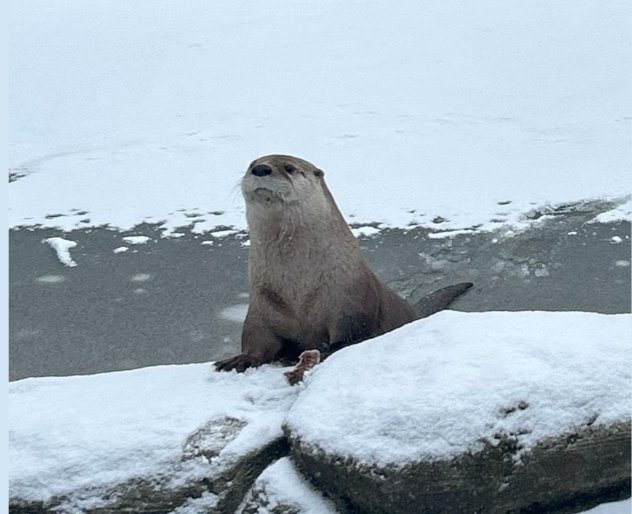 We all know Louie has just joined Steve down the pub... 
"A Wisconsin zoo announced it has called off the search for an otter on the loose since March, explaining the animal "has made the decision to be a wild otter."  bit.ly/4l2IxUH