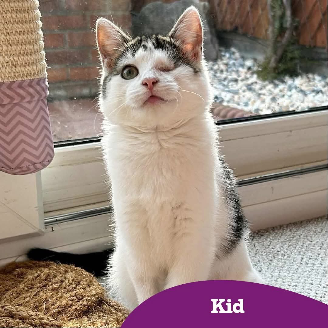 Cats Protection Anglia Coastal (@cpangliacoastal) on Twitter photo Everybody Meet Kid, a very sweet tabby & white girl aged approx 5 months old, who is great with kids. She's loving, affectionate & loves to flop on a lap to have proper cuddles in bed. She's very playful & gets the zoomies a lot.
Interested?
adoption@angliacoastal.cats.org.uk Everybody Meet Kid, a very sweet tabby & white girl aged approx 5 months old, who is great with kids. She's loving, affectionate & loves to flop on a lap to have proper cuddles in bed. She's very playful & gets the zoomies a lot.
Interested?
adoption@angliacoastal.cats.org.uk