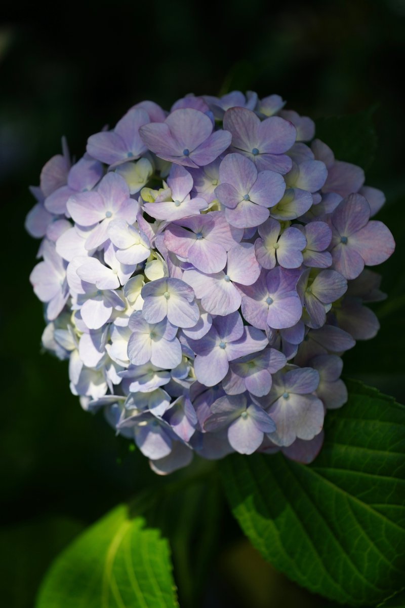 𓐍 𓈒◌*｡♡Sorαrα ✿𓈒𓂂◌𓈒𓐍 復活しました！ (@sorara1212) on Twitter photo 