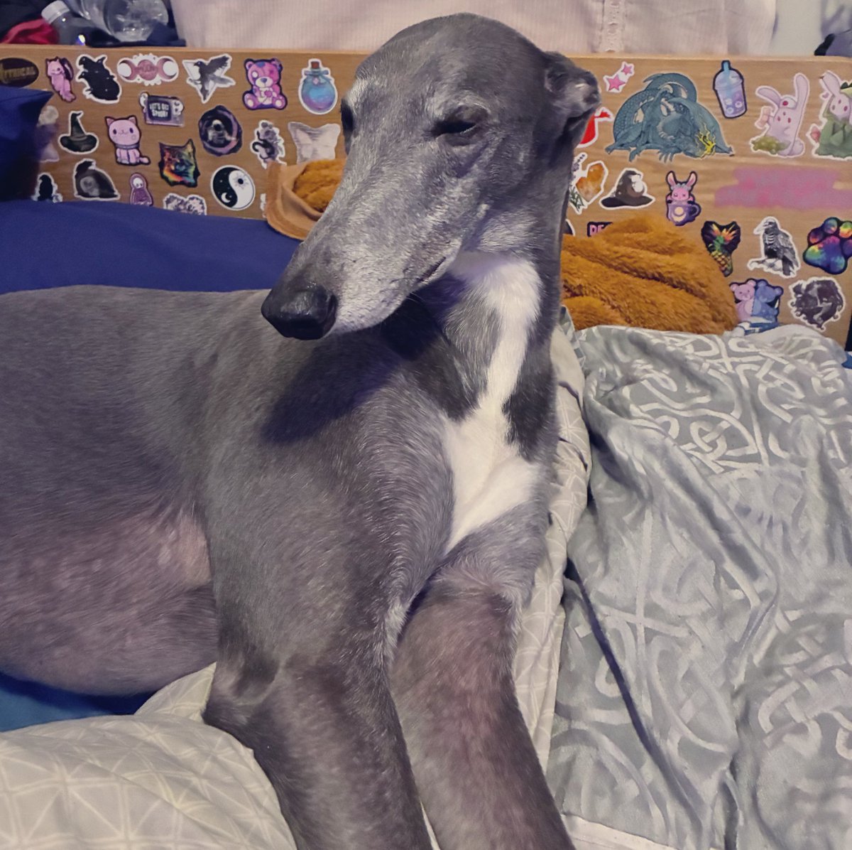 lizi6h's tweet photo. Our Beautiful Prince, Boo. From race dog to spoiled prince. Such a sweet boy #dogsofX  #greyhound https://t.co/YKYyt9zzcw