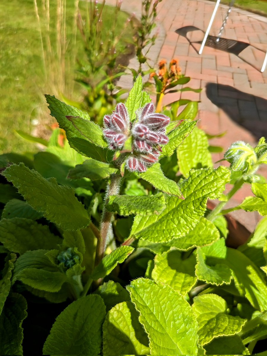 rashielee's tweet image. Today for #30DaysWild, we polled everyone on which wildflower is their favourite...the snowdrop won!
We also found a wildflower in the garden that we didn&apos;t recognise but we used tech and gardener&apos;s wisdom to discover it&apos;s borage! #curiousity