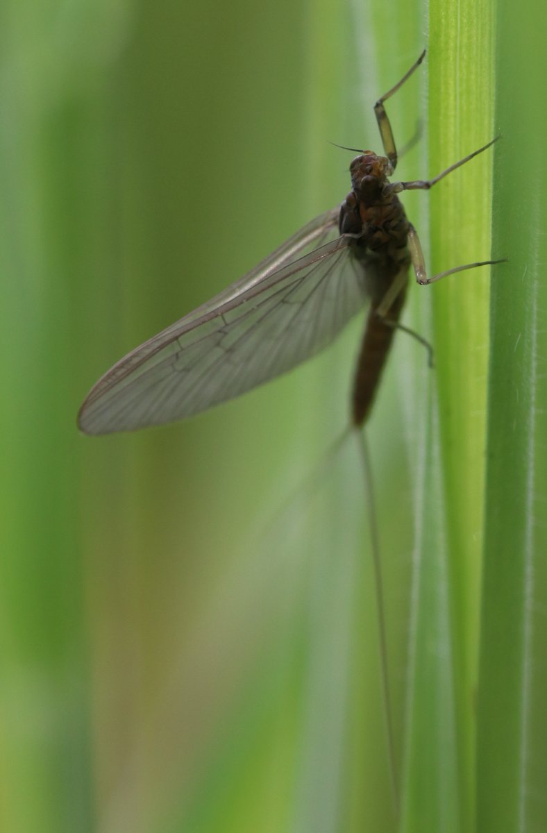 BSCG Scotland tweet media