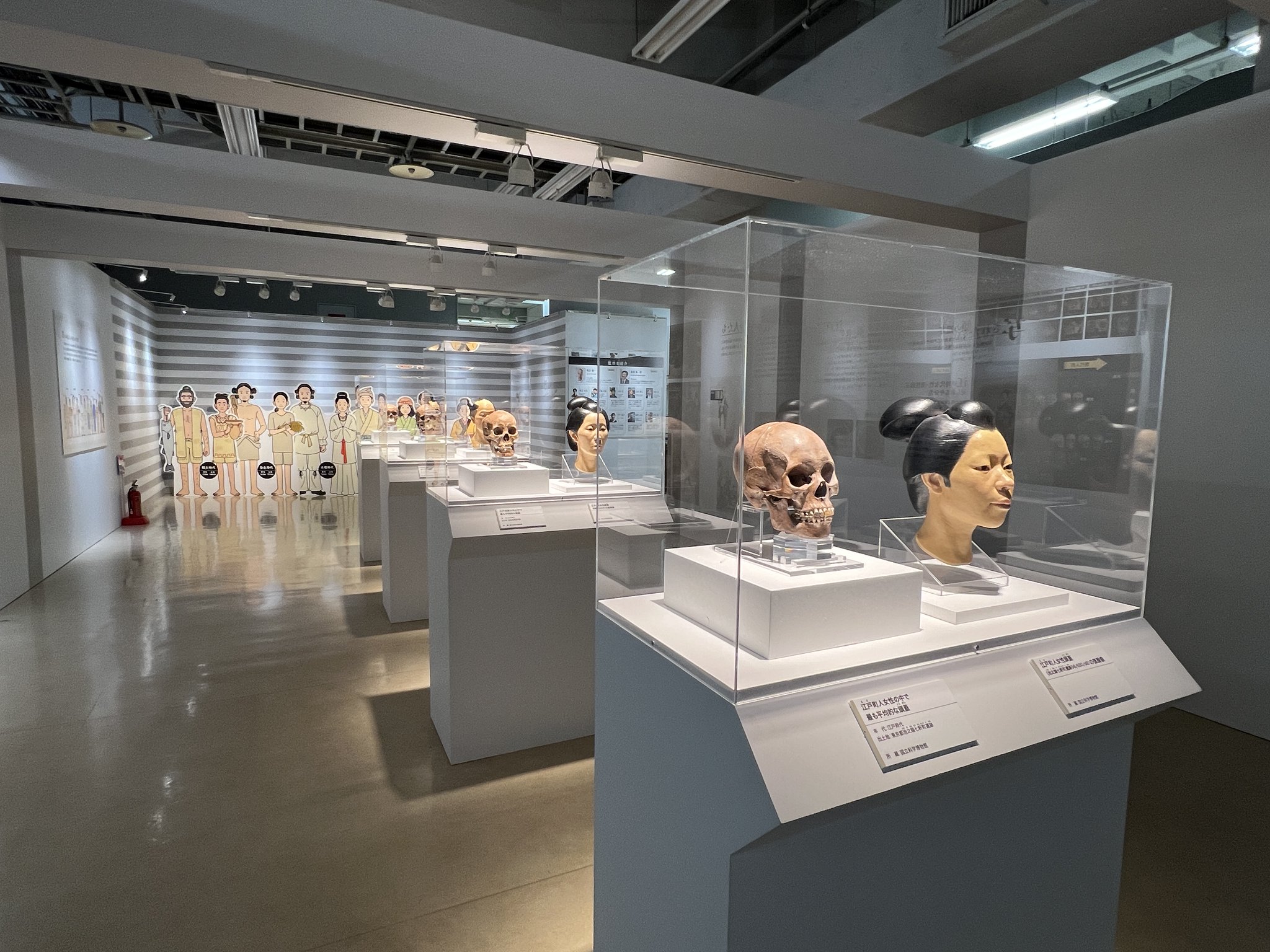 ヤンバルテナガコガネ 国立科学博物館 国立科学博物館 フィギュア カプセルミュージアム
